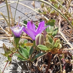Campanula arvatica