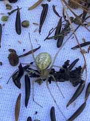 Enoplognatha ovata