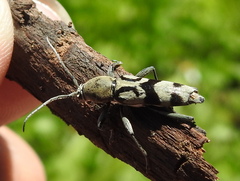 Chlorophorus signaticollis