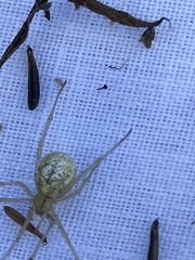 Enoplognatha ovata