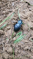 Carabus sylvosus