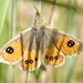 Common Tussock Butterfly - Photo (c) Jon Sullivan, some rights reserved (CC BY-NC)