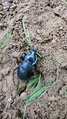 Carabus sylvosus