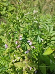 Teucrium scordium