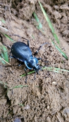 Carabus sylvosus