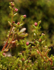 Crassula vaillantii