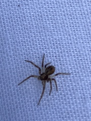Zygiella x-notata