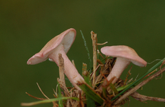 Calocybe carnea