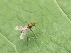 Chrysotus spectabilis