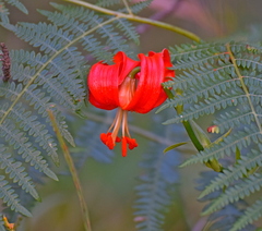Lilium chalcedonicum
