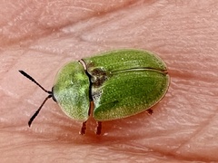 Cassida denticollis