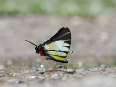 Graphium stratiotes