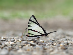Graphium agetes