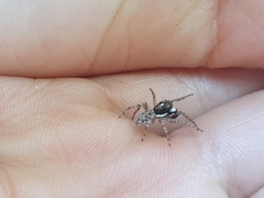 Menemerus semilimbatus
