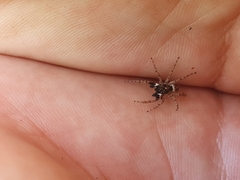 Menemerus semilimbatus