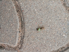 Oecophylla smaragdina