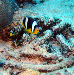 Amphiprion fuscocaudatus