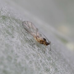 Capitophorus similis