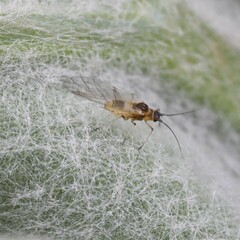 Capitophorus similis