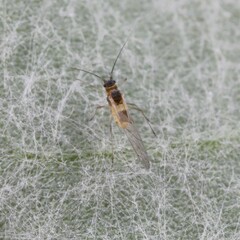 Capitophorus similis