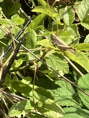 Chorthippus brunneus