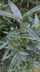 Crinodendron hookerianum