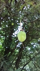 Crinodendron hookerianum