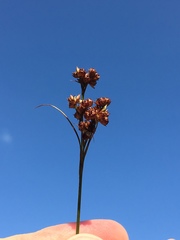 Juncus longii