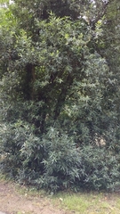 Crinodendron hookerianum