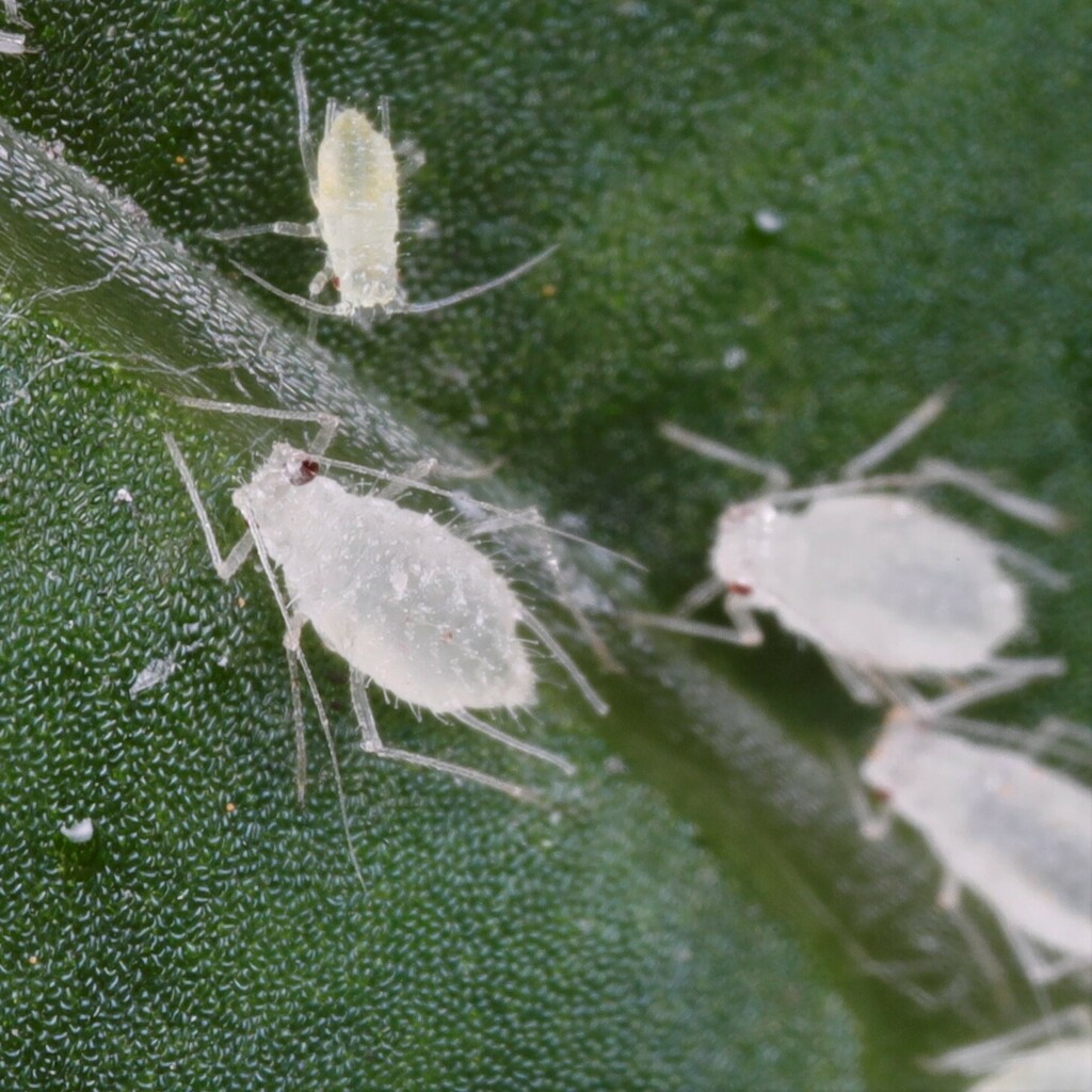 Buckthorn-Butterbur Aphid