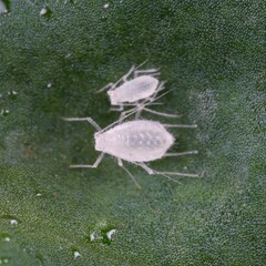 Capitophorus similis