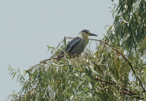 Black-crowned Night Heron photographed in Utah