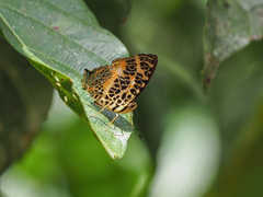 Symbrenthia hypselis