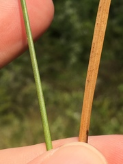 Juncus longii