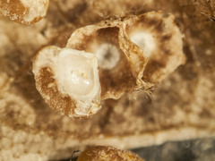 Caryomyia melicrustum