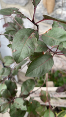 Magnoliopsida