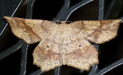 Euchlaena pectinaria