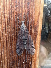 Dendroleon speciosus