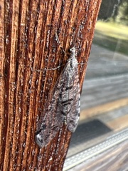 Dendroleon speciosus