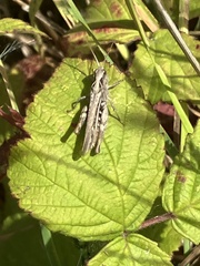 Chorthippus brunneus