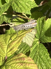 Chorthippus brunneus