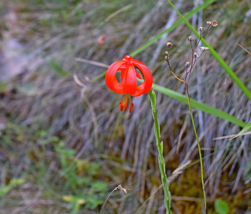 Image of Lilium chalcedonicum by (c) Kostas Zontanos, some rights reserved (CC BY)