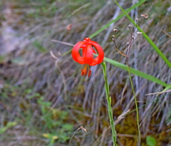 Lilium chalcedonicum