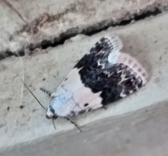 Eublemma bipartita