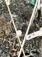 Enoplognatha ovata