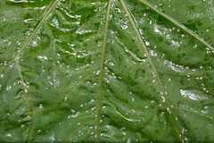 Capitophorus similis