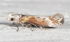 Gnorimoschema septentrionella