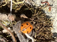 Coccinella septempunctata