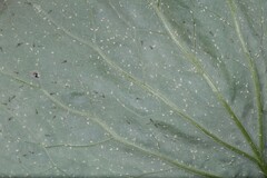 Capitophorus similis