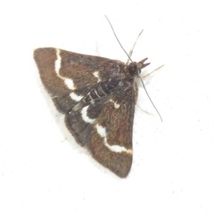 Pyrausta nigrata
